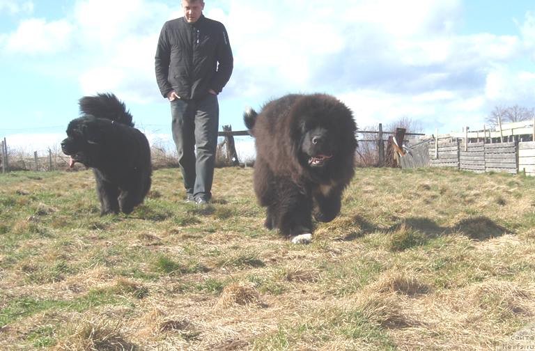 Фото: ньюфаундленд Promise To Love Midnight Bear, ньюфаундленд Ньюфорт Магия Любви