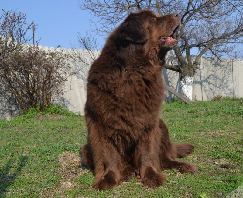 Фото: ньюфаундленд Аркадия Виват Арбона