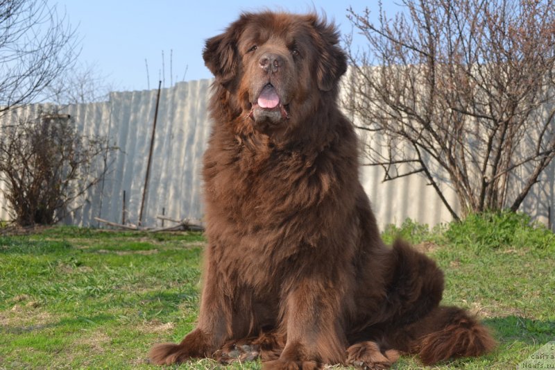 Фото: ньюфаундленд Аркадия Виват Арбона