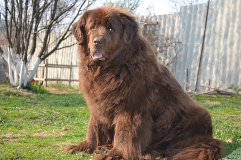Фото: ньюфаундленд Аркадия Виват Арбона