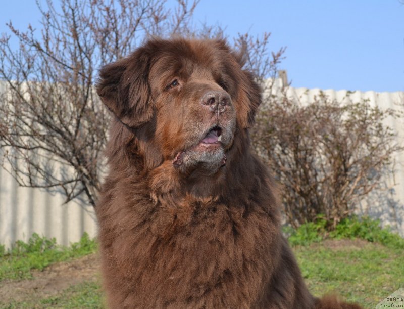 Фото: ньюфаундленд Аркадия Виват Арбона