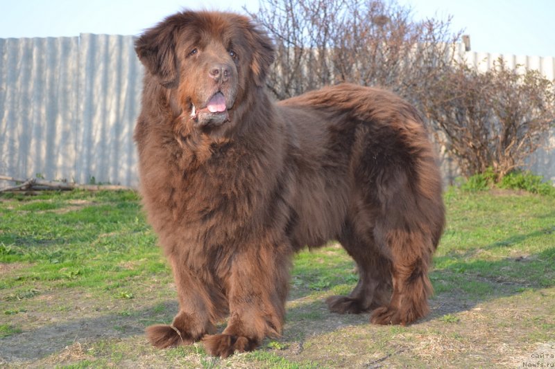 Фото: ньюфаундленд Аркадия Виват Арбона