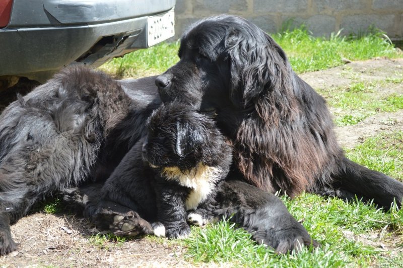Фото: ньюфаундленд Аллегро Ассаи Луна