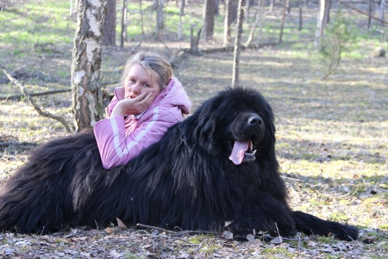 Фото: ньюфаундленд Ньюфорт Лунный Бархат, Светлана Пермякова