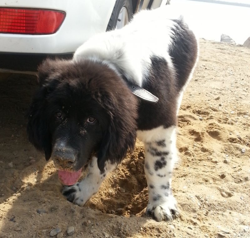 Фото: ньюфаундленд Сент Джонс Донна Саммер (Sent Djons Donna Summer)