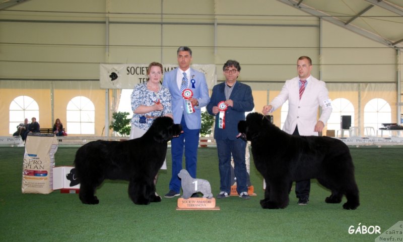 Фото: ньюфаундленд Inside My Heart Midnight Bear, ньюфаундленд King of Helluland Just In Time, Ольга Заливако