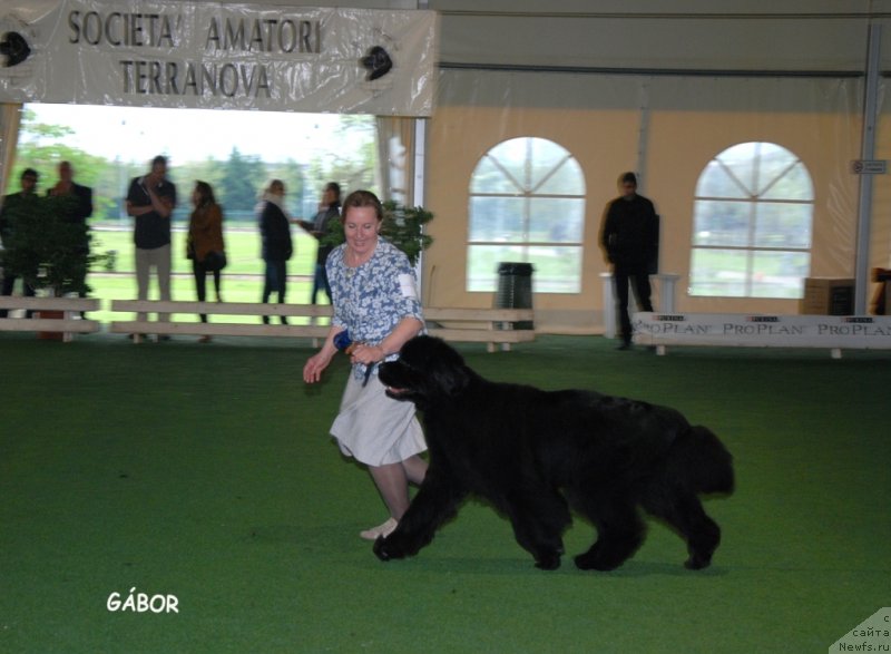 Фото: ньюфаундленд Inside My Heart Midnight Bear, Ольга Заливако