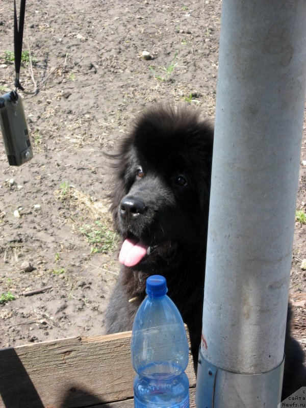 Фото: ньюфаундленд Ньюфорт Холд Ми Клоуз