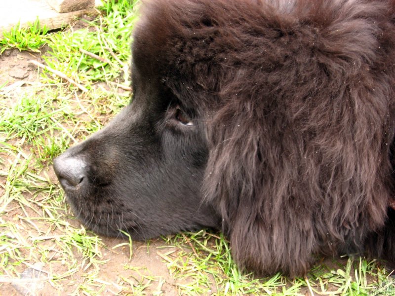 Фото: ньюфаундленд Ньюфорт Холд Ми Клоуз