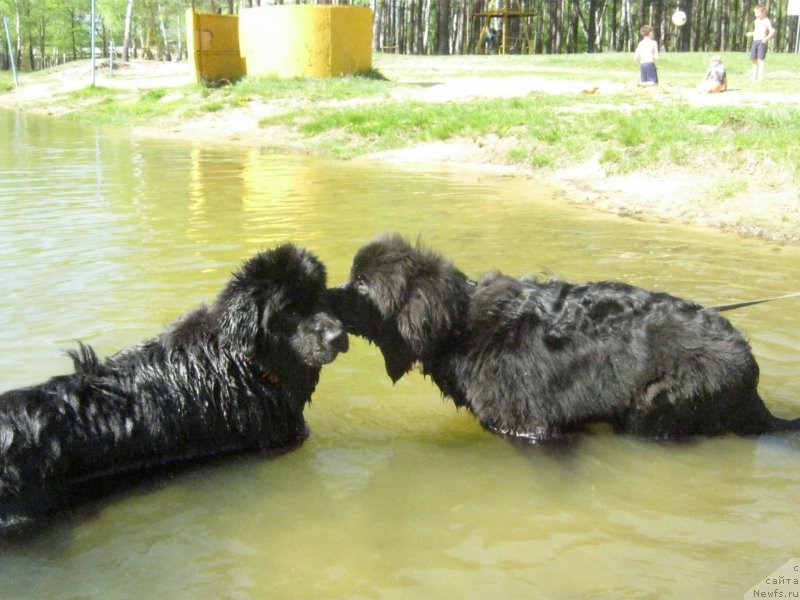 Фото: ньюфаундленд Ньюфорт Холд Ми Клоуз, ньюфаундленд Сент Джонс Я Шинесс (Sent Djons Ya Shiness)