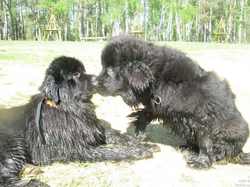 Фото: ньюфаундленд Ньюфорт Холд Ми Клоуз, ньюфаундленд Сент Джонс Я Шинесс (Sent Djons Ya Shiness)