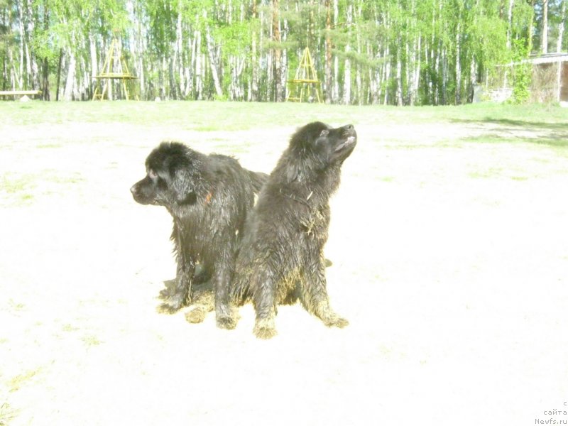 Фото: ньюфаундленд Ньюфорт Холд Ми Клоуз, ньюфаундленд Сент Джонс Я Шинесс (Sent Djons Ya Shiness)