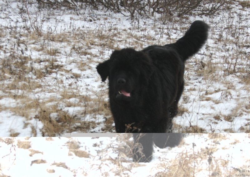 Фото: ньюфаундленд Янтарная Мечта