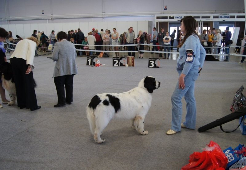 Фото: ньюфаундленд Сент Джонс Царевна Лебедь (Sent Djons Carevna Lebed)