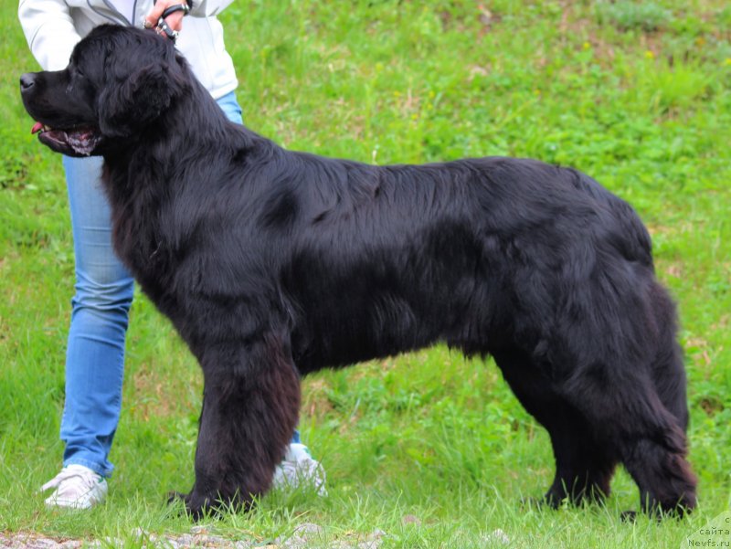 Фото: ньюфаундленд Питерньюф Хип-Хоп