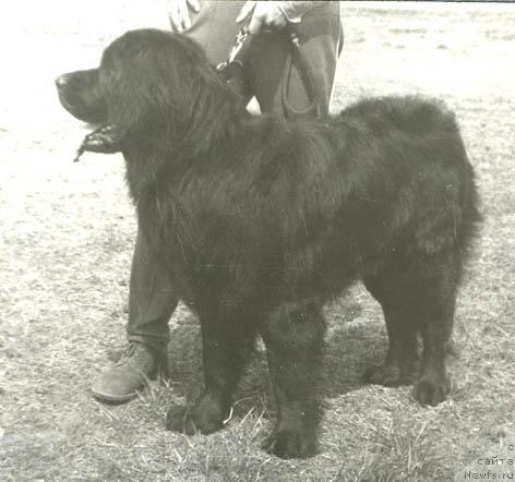 Фото: ньюфаундленд Тобби Гард