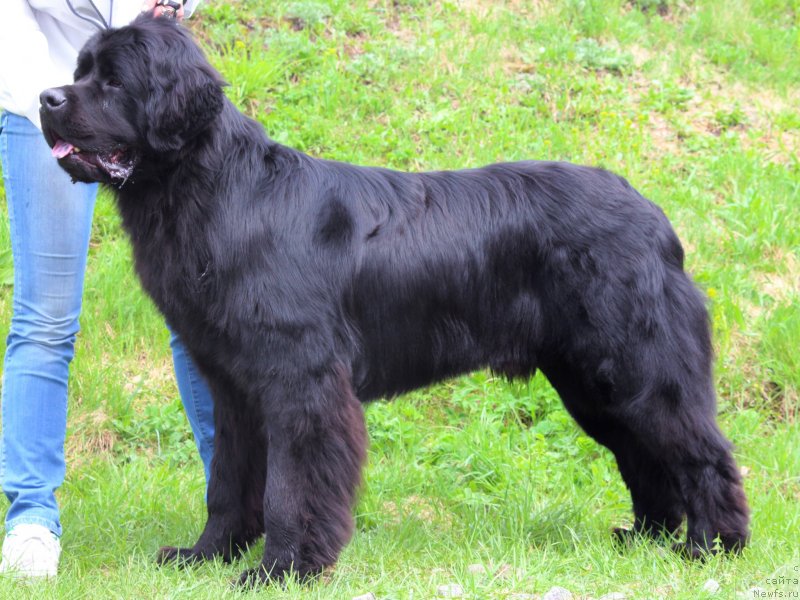 Фото: ньюфаундленд Питерньюф Хип-Хоп