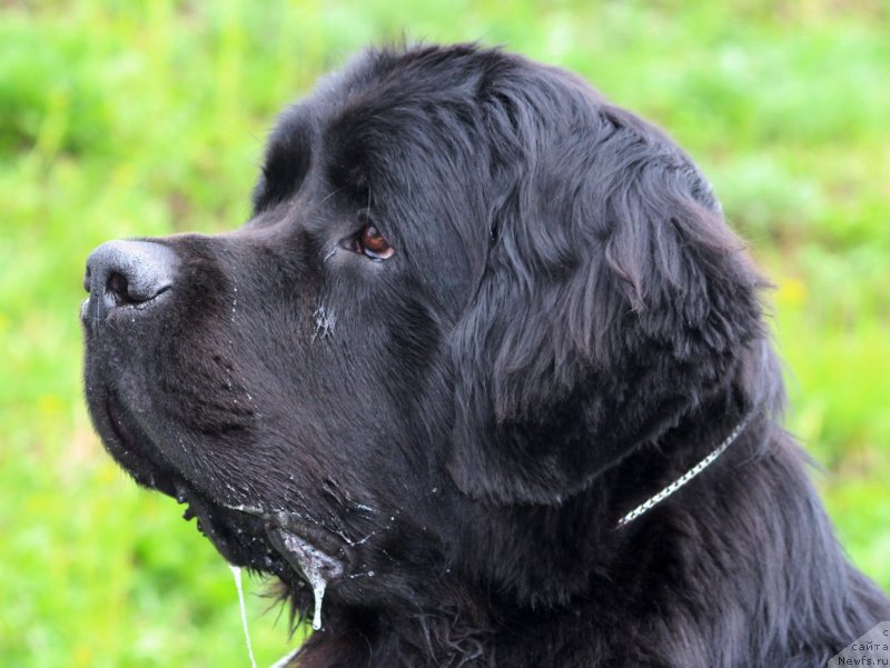 Фото: ньюфаундленд Питерньюф Хип-Хоп