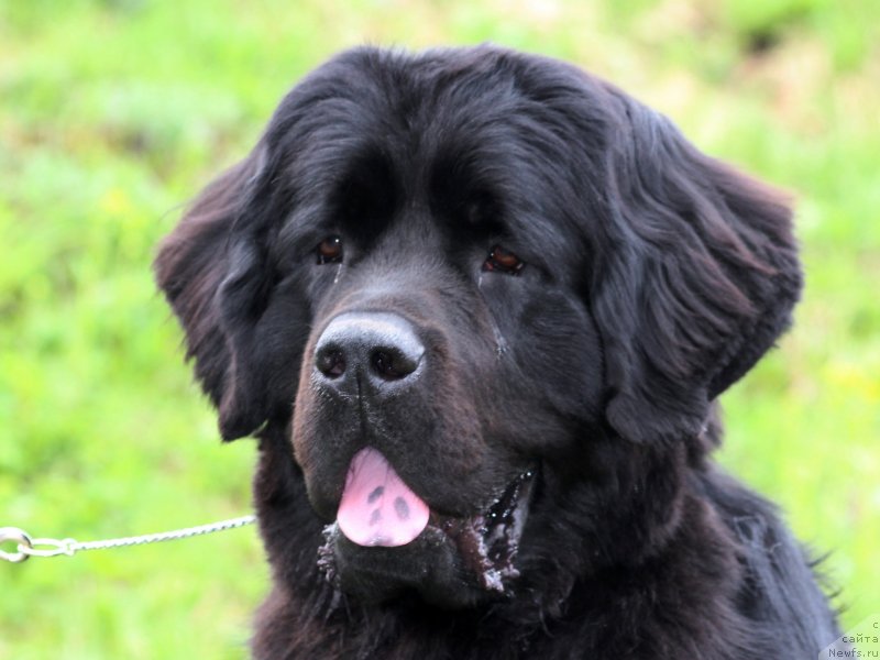 Фото: ньюфаундленд Питерньюф Хип-Хоп