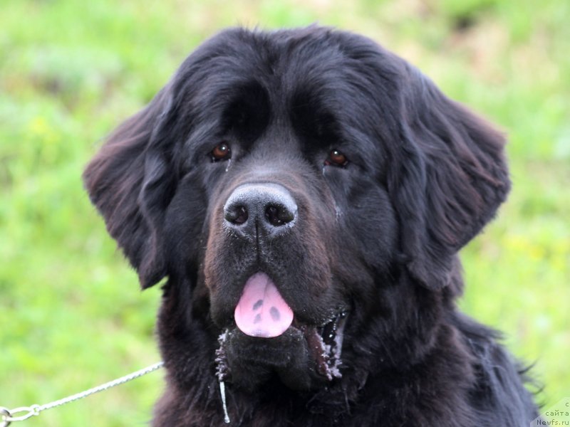 Фото: ньюфаундленд Питерньюф Хип-Хоп