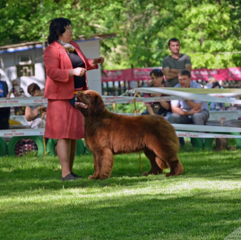 Фото: ньюфаундленд Хаппинесс Лонг-Аваитед с Берега Дона (Happyness Long-Awaited s Berega Dona)