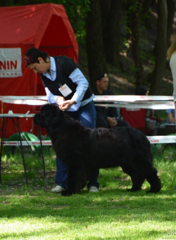 Фото: ньюфаундленд Акватория Келвин Франшиза (Aquatoriya Kelvin Franshize)