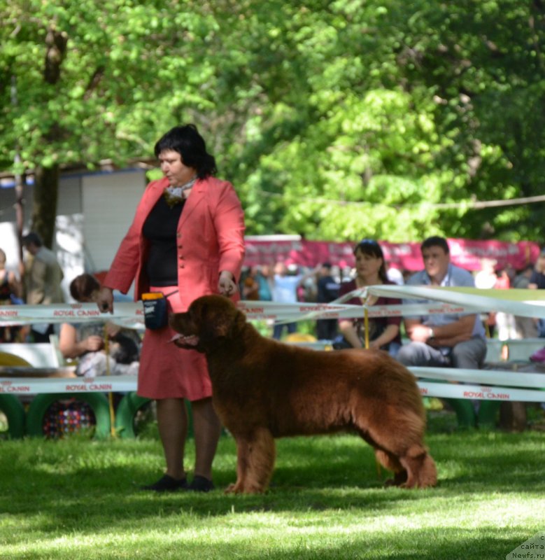 Фото: ньюфаундленд Хаппинесс Лонг-Аваитед с Берега Дона (Happyness Long-Awaited s Berega Dona)