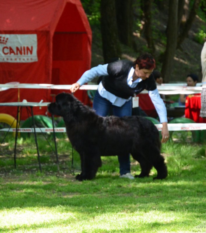 Фото: ньюфаундленд Акватория Келвин Франшиза (Aquatoriya Kelvin Franshize)