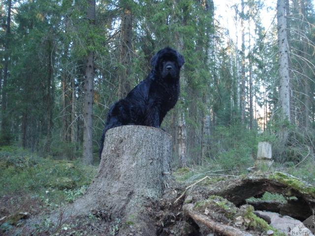 Фотография № 12471