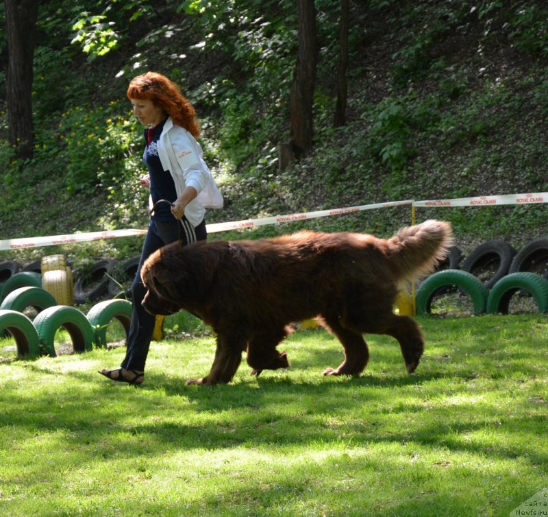 Фото: ньюфаундленд Феноменальный Факт с Берега Дона (Fenomenalnyi Fakt s Berega Dona)