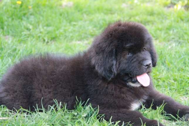 Фото: Дети от, ньюфаундленд Abbat Black Sabbath Super Mishka, ньюфаундленд Angel of Love