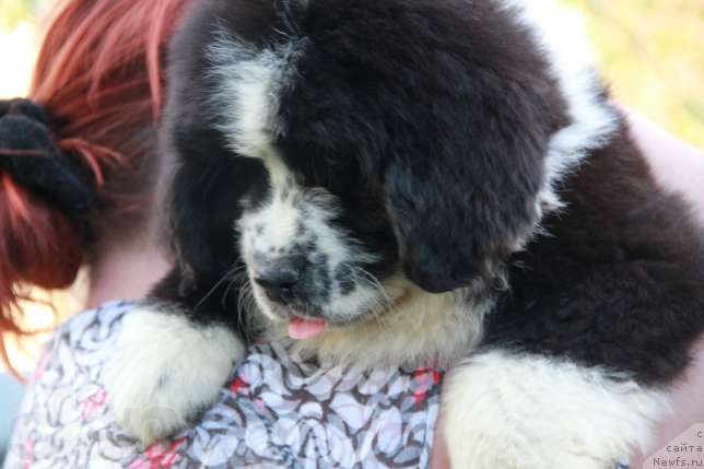 Фото: Дети от, ньюфаундленд Abbat Black Sabbath Super Mishka, ньюфаундленд Angel of Love
