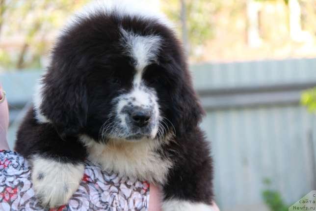 Фото: Дети от, ньюфаундленд Abbat Black Sabbath Super Mishka, ньюфаундленд Angel of Love