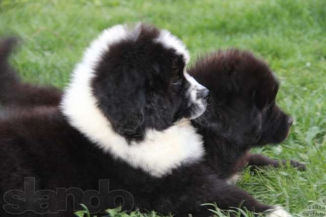 Фото: Дети от, ньюфаундленд Abbat Black Sabbath Super Mishka, ньюфаундленд Angel of Love