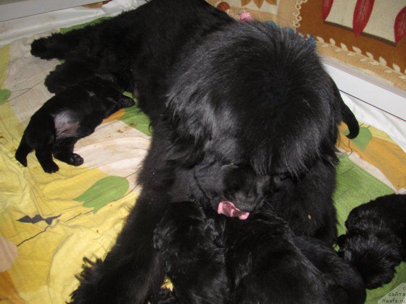 Фото: Детки, ньюфаундленд Их Высочество Владлена Маджикс, ньюфаундленд С'Нежная Вьюга Армандо Паруссо (S'Nezhnaya Vjuga Armando Parusso)