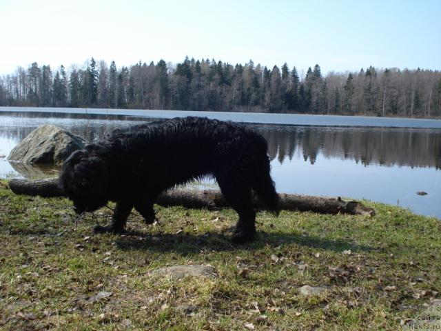 Фото: ньюфаундленд Талула Белл (Talula Bell)