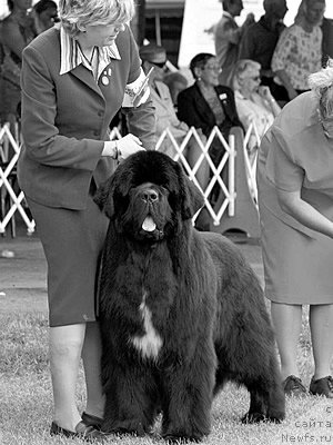 Фото: ньюфаундленд Sun Valleys Petitions Pouch Cove