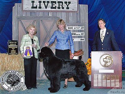 Фото: ньюфаундленд Sun Valleys Petitions Pouch Cove