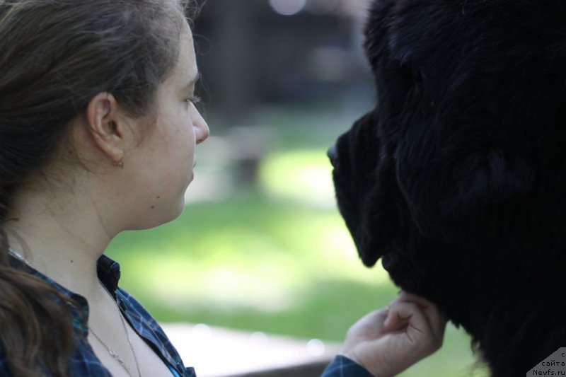 Фото: ньюфаундленд Бегущая по Волнам Зиллион (Beguschaya po Volnam Zillion)