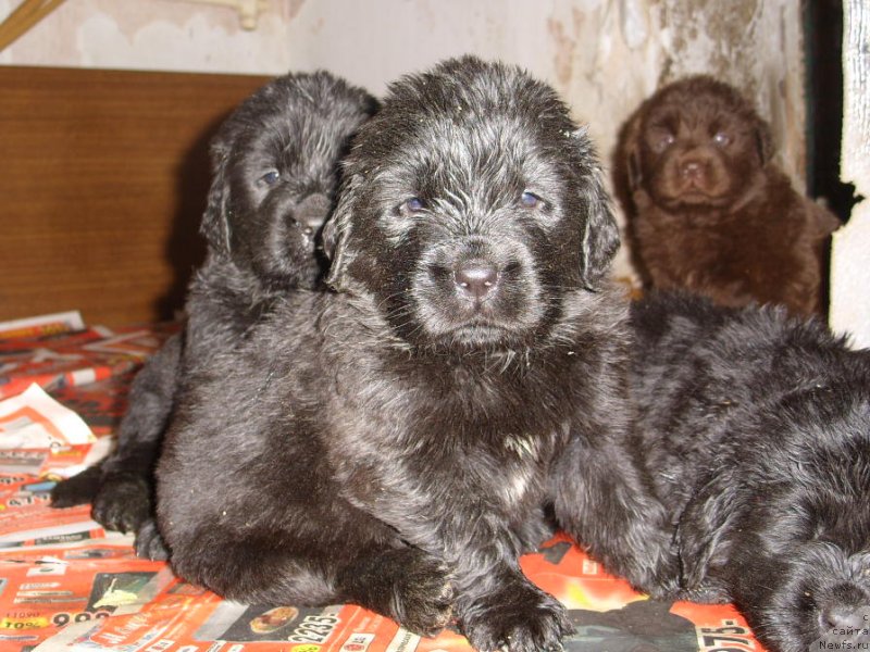 Фото: ДЕТИ, ньюфаундленд Черный Шарм Амбер Бест Дог ФО Марлеон, ньюфаундленд Жозефина Леди Прекрасная