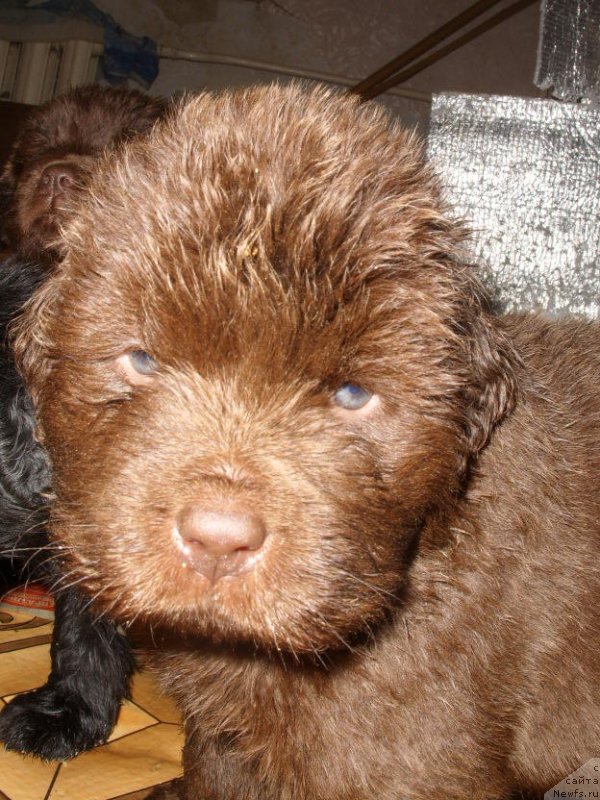 Фото: ДЕТИ, ньюфаундленд Черный Шарм Амбер Бест Дог ФО Марлеон, ньюфаундленд Жозефина Леди Прекрасная