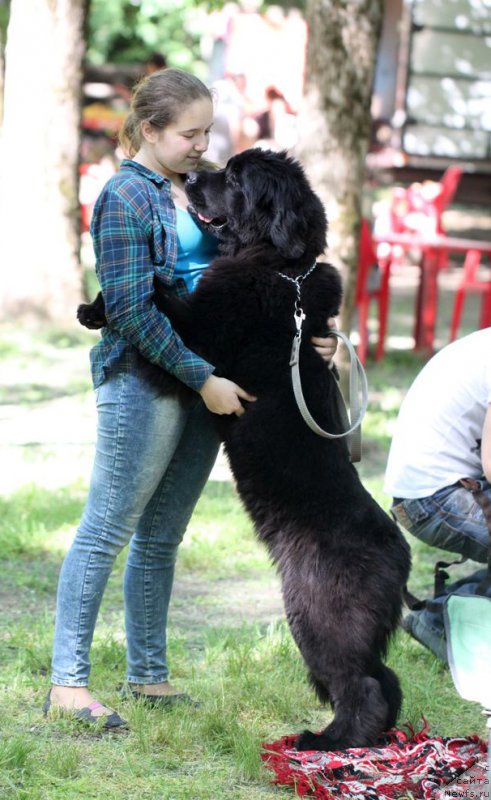 Фото: ньюфаундленд Бегущая по Волнам Флеур Доранге