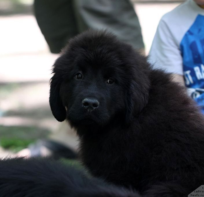 Фото: ньюфаундленд Амбер Чарм Импрессион