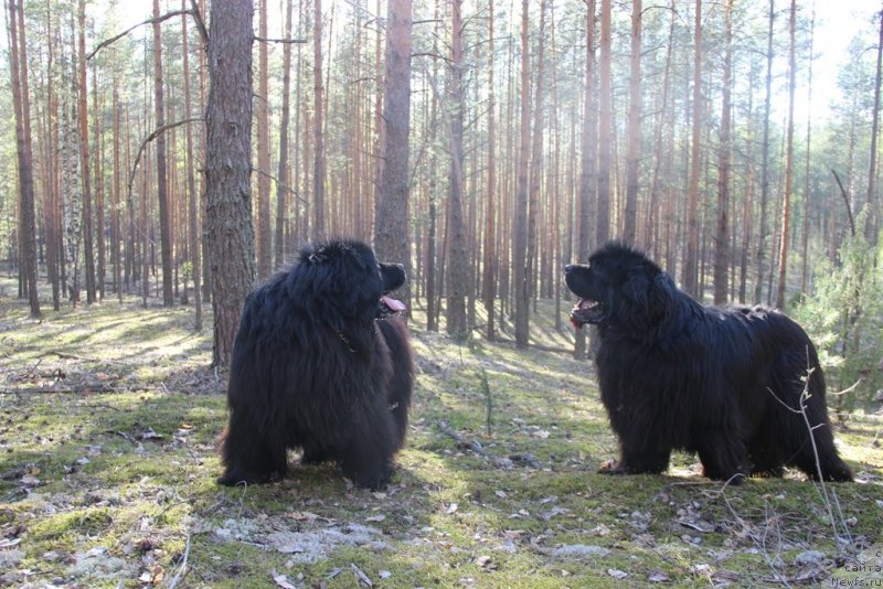Фото: ньюфаундленд Баловень Судьбы, ньюфаундленд Ньюфорт Лунный Бархат
