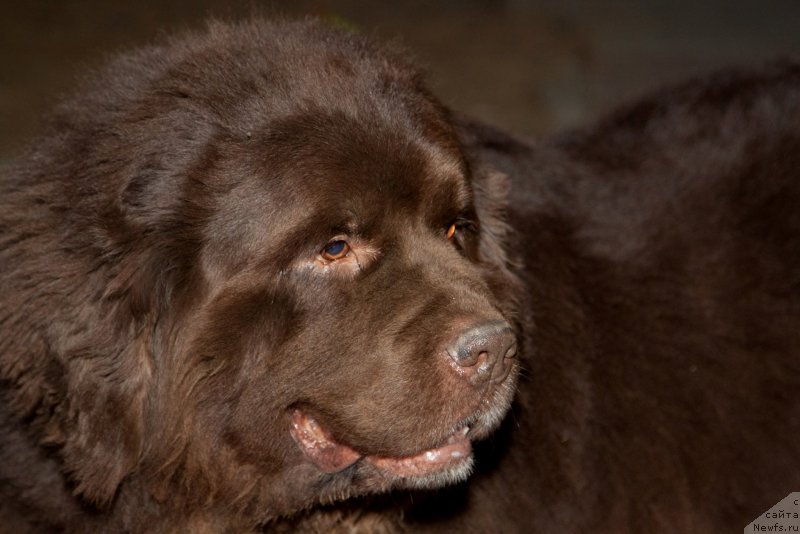 Фото: ньюфаундленд Элерон Браун (Eleron Brown), ньюфаундленд Элерон Браун (Eleron Brown)