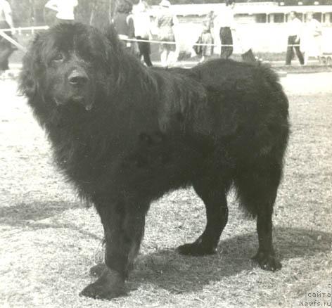 Фото: ньюфаундленд Устин Реги Морси