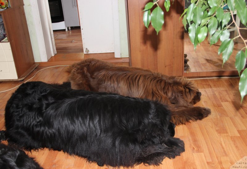 Фото: ньюфаундленд Бархатка Роскошная, ньюфаундленд Баловень Судьбы