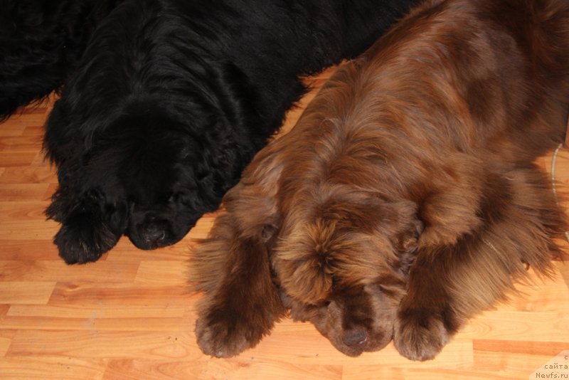 Фото: ньюфаундленд Бархатка Роскошная, ньюфаундленд Баловень Судьбы