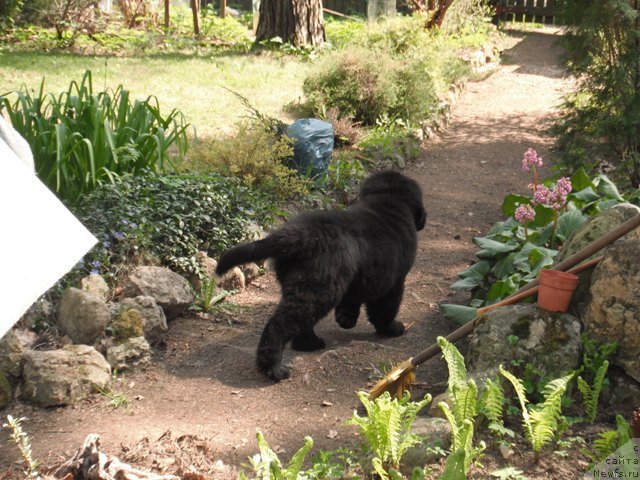 Фото: ньюфаундленд Черчилль Сэр Гай
