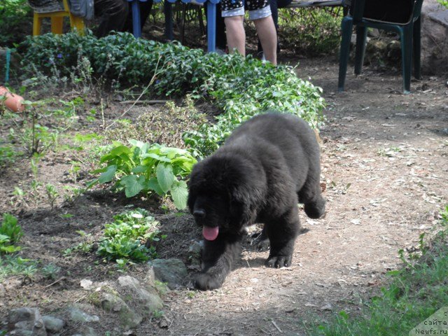 Фото: ньюфаундленд Черчилль Сэр Гай